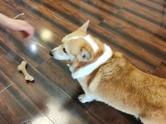 -豆柴町-柴犬主题狗咖(红鼎国际C座店)