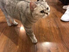 -猫友咖啡店(玉林西路店)