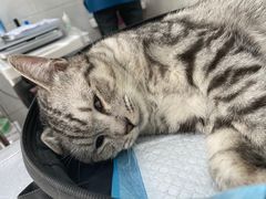 -荔康动物医院(康王北路店)