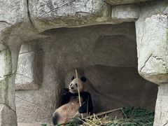 -中国大熊猫保护研究中心雅安碧峰峡基地