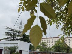 -同济大学(沪西校区)