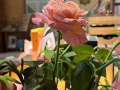 -时光花园(白鹭洲店)