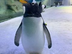 -芜湖新华联大白鲸海洋公园