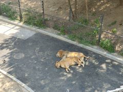 -大连森林动物园