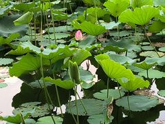 -荔湾湖公园