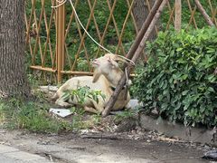 -马陆小张葡萄园农家乐