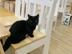 -李小姐の猫咖啡馆(五角场店)