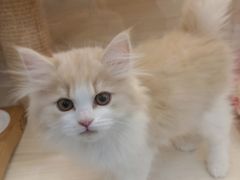 -柚子猫舍·精品猫舍购猫·猫咪认养·购宠·宠物店