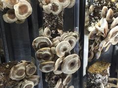 捞王锅物料理(凯旋路店)-捞王锅物料理(凯旋路店)