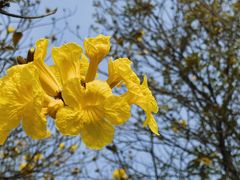 -天适樱花悠乐园