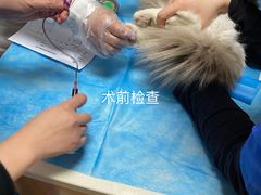 -宠福鑫动物医院(城北分院)