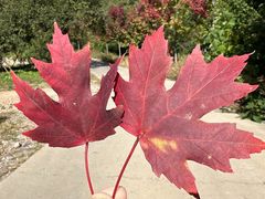 -北京西山国家森林公园