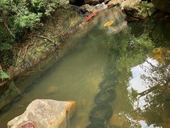 -呀诺达热带雨林