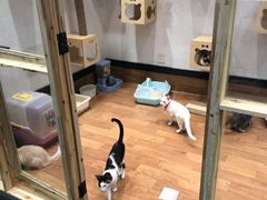 -猫色咖啡·猫咖