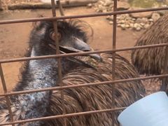 -费瑟代尔野生动物园