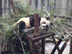 -成都大熊猫繁育研究基地