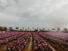 -天适樱花悠乐园