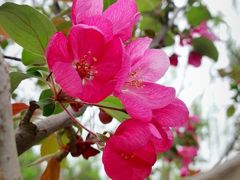 -海棠花溪(元大都城垣遗址公园)