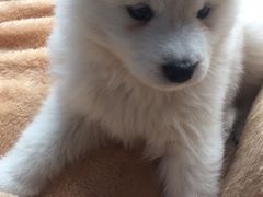 -翊宠yipet猫狗购宠庄园犬舍•猫舍