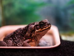 -上海大自然野生昆虫馆