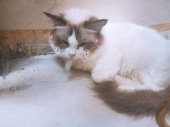 -猫色咖啡·猫咖