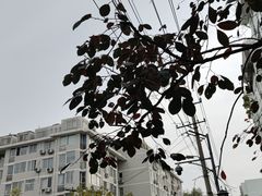 -锦馨豆汁(天坛路店)