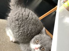 -喵zoo家庭繁育猫舍(尖东智能花园店)