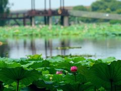 -荷塘月色湿地公园·向阳花洲