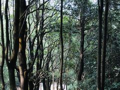 -火炉山森林公园