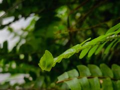 -华侨城湿地公园