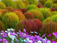 -花开海上生态园