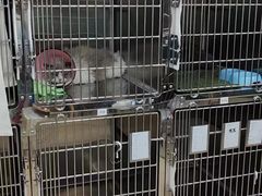 -瑞派动物医院·猫专科·至诚(江南中分院)