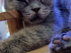 -喵园·猫主题咖啡厅·撸猫·猫咖(国贸店)