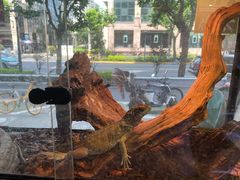 -酷以爬仙阁实体爬宠店·守宫·蜥蜴·专业繁育