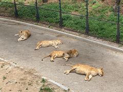 -大连森林动物园