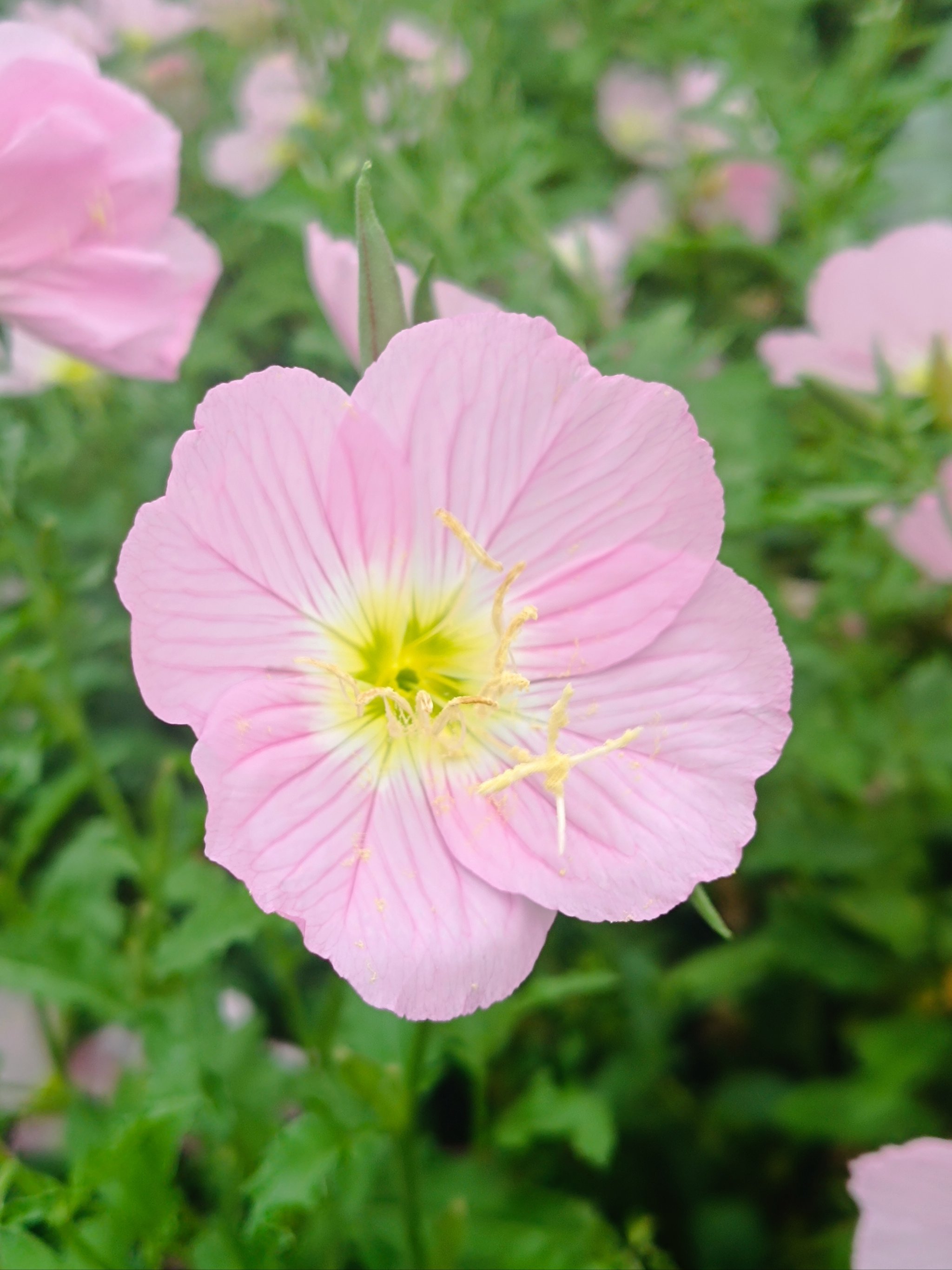 合肥街头的百米长的粉色月见草☞正在盛开!