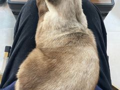-Heymao猫咖.咖啡厅(东门店)