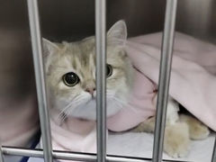 -中农国际动物医院24小时·猫科·骨科·急重症中心