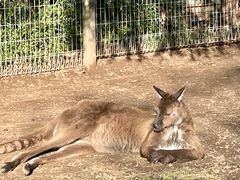 -费瑟代尔野生动物园