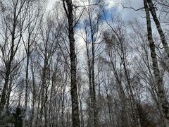 -汤旺河林海奇石景区