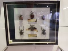 -上海昆虫博物馆