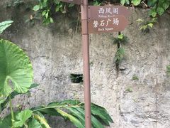 -银湖山郊野公园-相思林