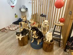-柴迷FANS CLUB·柴犬狗咖·猫咖