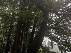 -天目山大树王景区