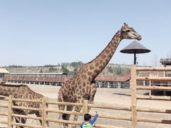 -鄂尔多斯野生动物园