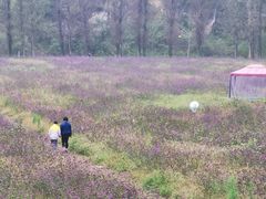 -紫海香堤香草艺术庄园