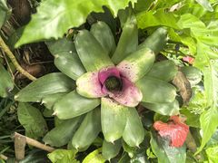 -中国科学院西双版纳热带植物园