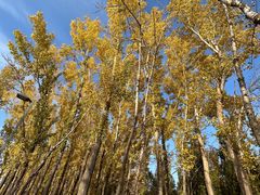 -野鸭湖国家湿地公园