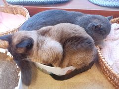 -猫友咖啡店(玉林西路店)