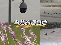 -金砂公园